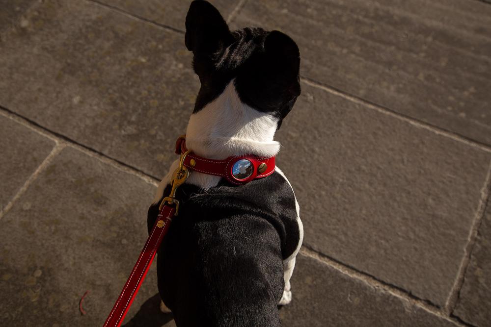 GPS Dog Collar Tracker (Compatible with Apple)-Collar-LifeGetsEasy